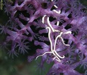 Brittle stars and deep-sea corals cover a known seamount in the western Pacific Ocean.